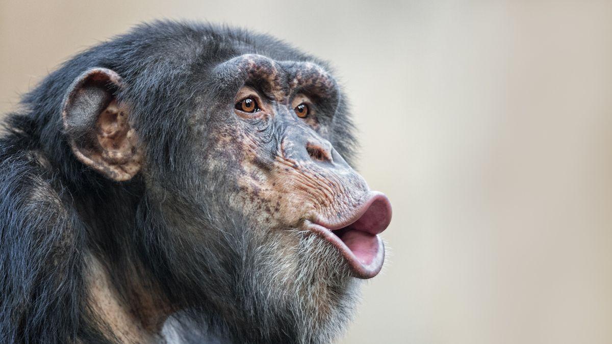 Científicos confirman algo inesperado: chimpancés en “guerra civil” tras separarse un grupo de antiguos aliados