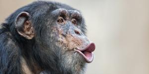 Científicos confirman algo inesperado: chimpancés en “guerra civil” tras separarse un grupo de antiguos aliados