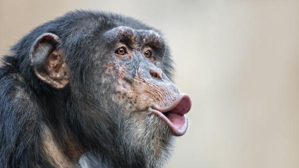 Científicos confirman algo inesperado: chimpancés en “guerra civil” tras separarse un grupo de antiguos aliados
