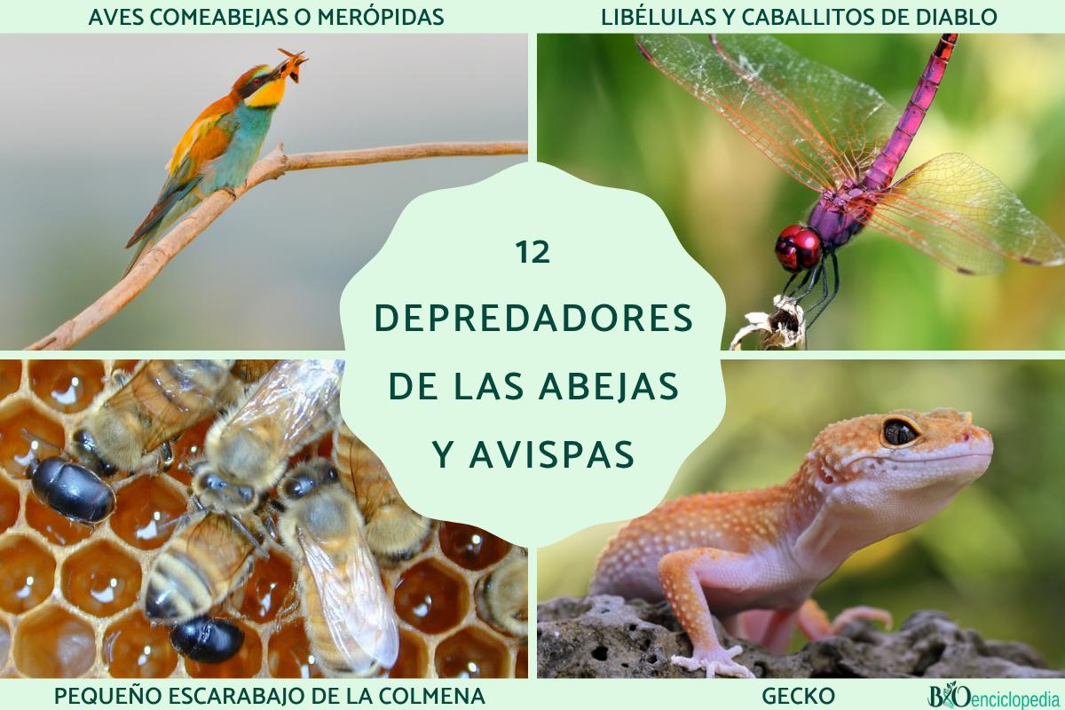 Depredadores de las abejas y avispas