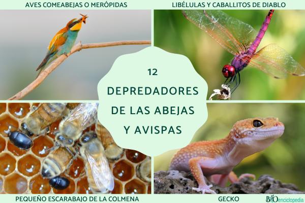 Depredadores de las abejas y avispas