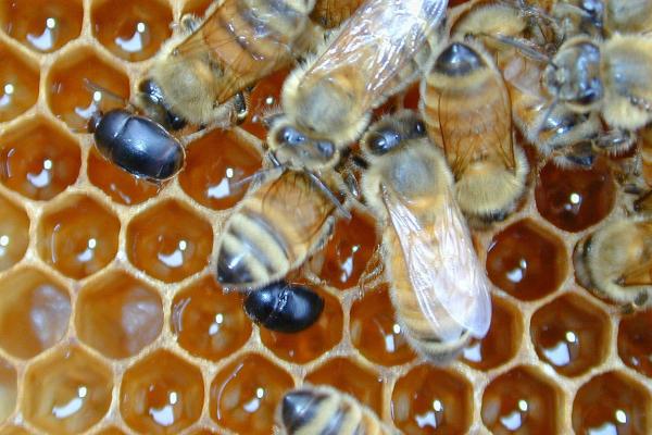 Depredadores de las abejas y avispas - Escarabajos depredadores