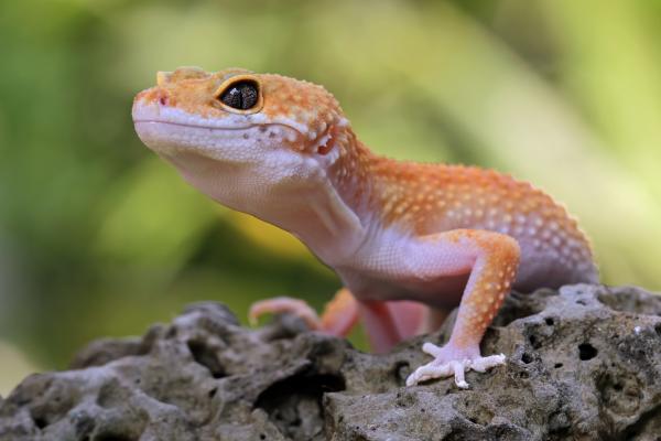 Depredadores de las abejas y avispas - Geckos