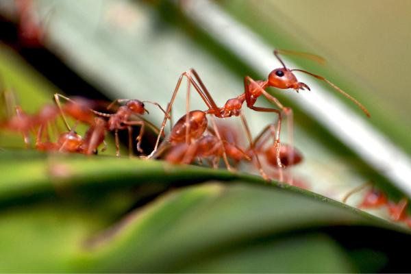 Depredadores de las abejas y avispas - Hormigas