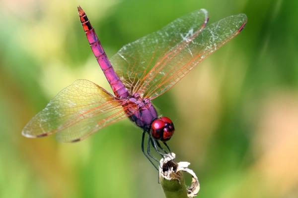 Depredadores de las abejas y avispas - Libélulas y caballitos de diablo