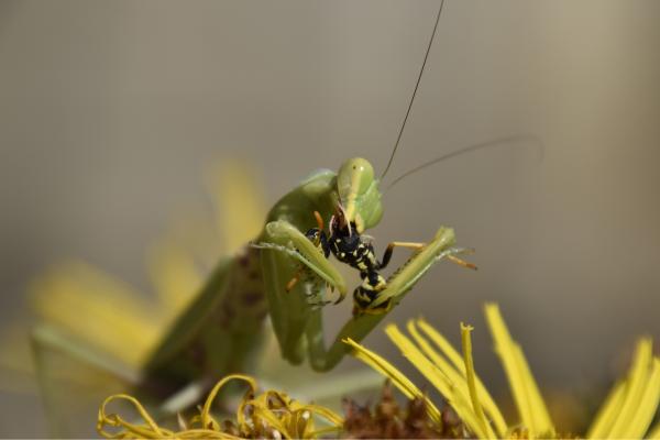 Depredadores de las abejas y avispas - Mantis religiosa