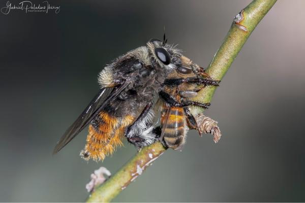 Depredadores de las abejas y avispas - Moscardón asesino de abejas (Mallophora ruficauda)