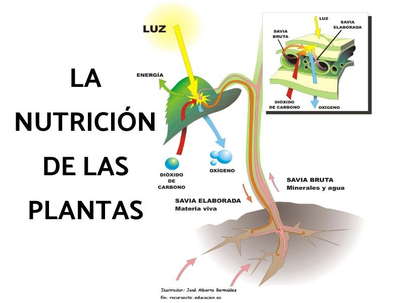 NUTRICIÓN de las PLANTAS Proceso con ESQUEMAS
