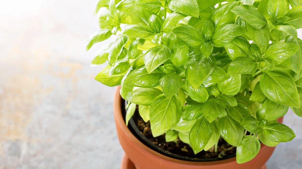 Adiós a las moscas en casa: estas 5 plantas las mantienen lejos y así puedes cuidarlas