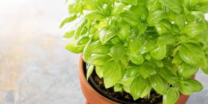 Adiós a las moscas en casa: estas 5 plantas las mantienen lejos y así puedes cuidarlas