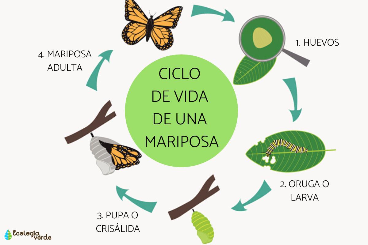 El ciclo de vida de una mariposa: etapas e imágenes