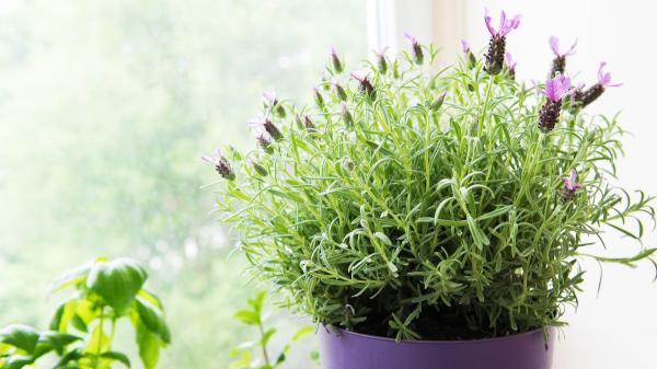Adiós a las moscas en casa: estas 5 plantas las mantienen lejos y así puedes cuidarlas - Lavanda: aroma agradable para ti, molesto para las moscas