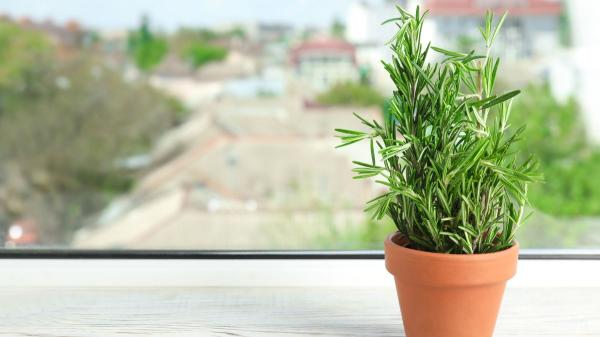 Adiós a las moscas en casa: estas 5 plantas las mantienen lejos y así puedes cuidarlas - Romero: resistente, aromático y muy práctico contra las moscas