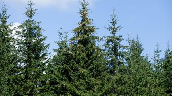Plantaron millones de abetos en Italia y tras 90 años descubren que han reducido la biodiversidad a la mitad - El problema del monocultivo en ecosistemas naturales