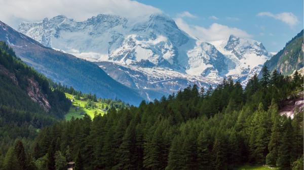Plantaron millones de abetos en Italia y tras 90 años descubren que han reducido la biodiversidad a la mitad - Noventa años después se estabilizó el terreno, pero se redujo la biodiversidad