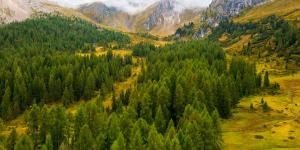 Plantaron millones de abetos en Italia y tras 90 años descubren que han reducido la biodiversidad a la mitad