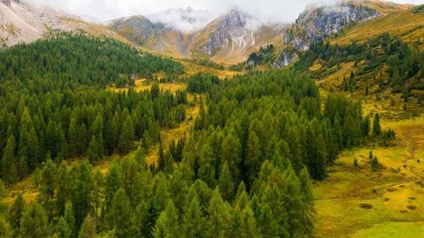 Plantaron millones de abetos en Italia y tras 90 años descubren que han reducido la biodiversidad a la mitad