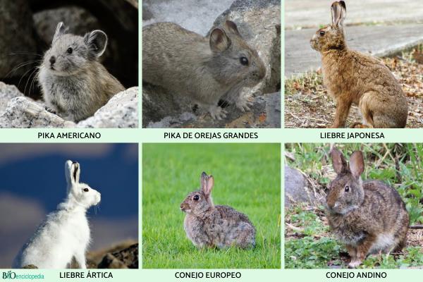 Lagomorfos: qué son, características, tipos y ejemplos - Ejemplos de lagomorfos
