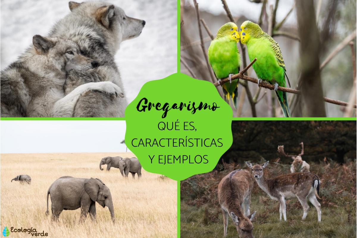 Gregarismo: qué es, ejemplos y características