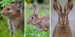 Lagomorfos: qué son, características, tipos y ejemplos