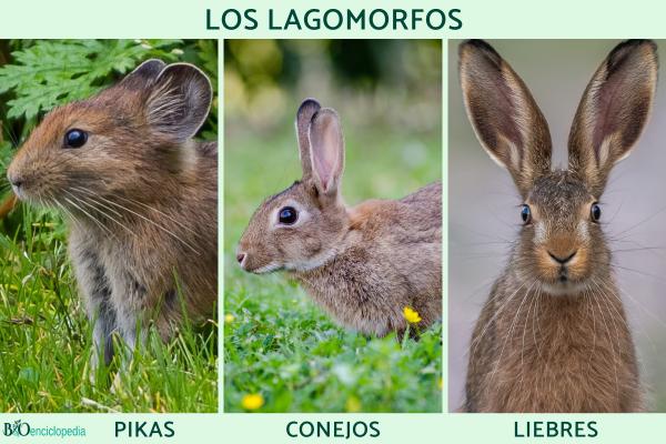 Lagomorfos: qué son, características, tipos y ejemplos