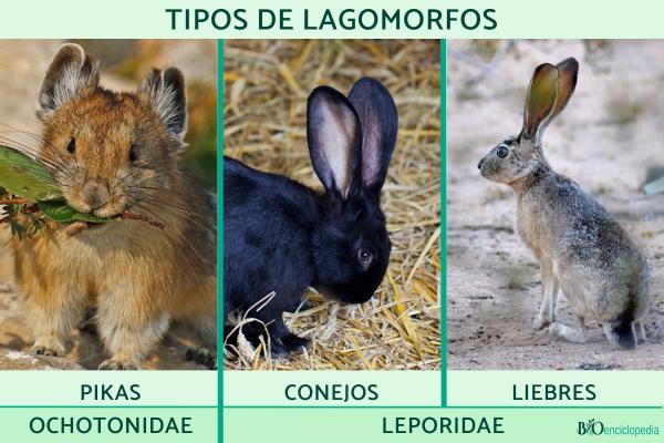 Lagomorfos: qué son, características, tipos y ejemplos - Tipos de lagomorfos