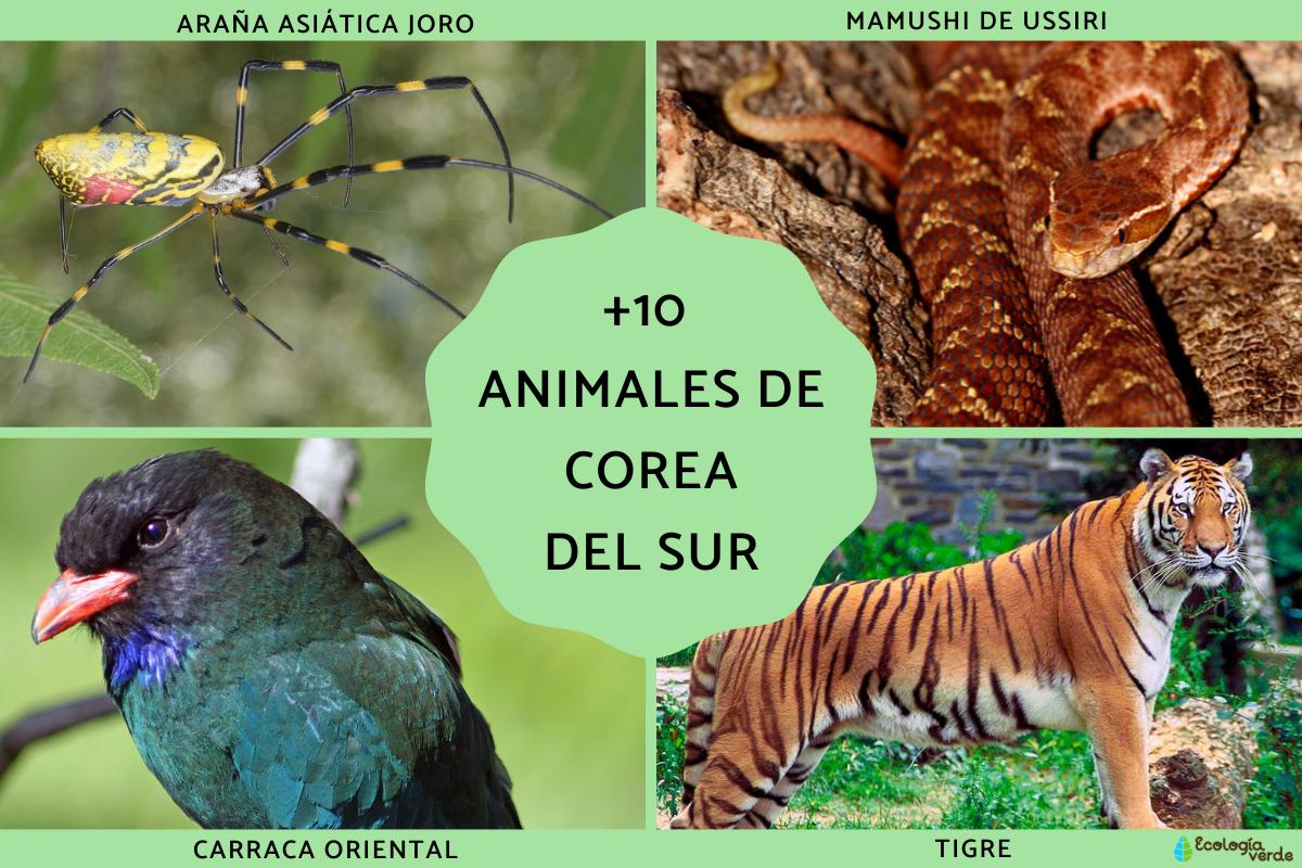 Animales de Corea del Sur