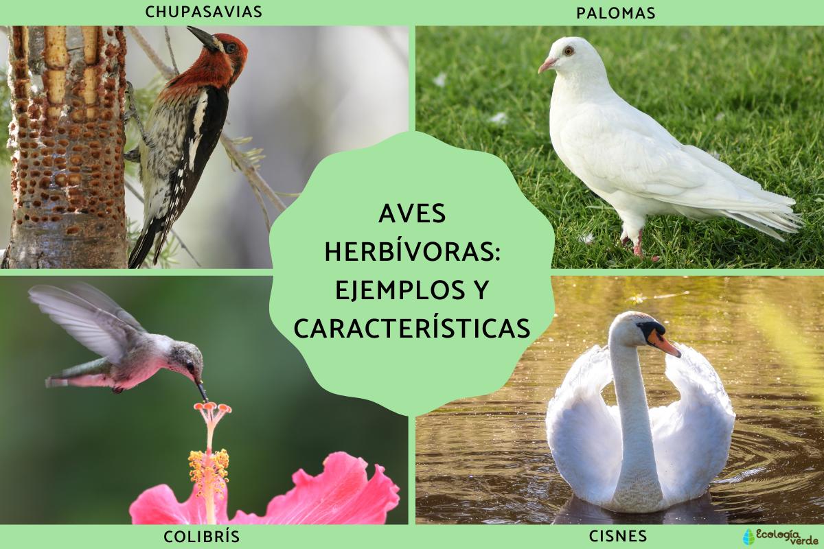 Aves herbívoras: ejemplos, características y tipos