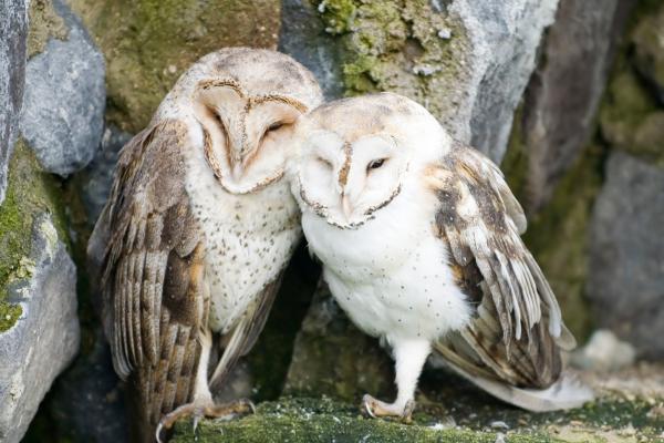 Lechuza común o Tyto alba - ¿Cómo es la reproducción de la lechuza común o Tyto alba?