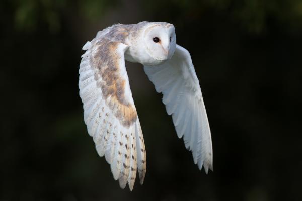Lechuza común o Tyto alba - ¿Cuáles son las características de la lechuza común o Tyto alba?