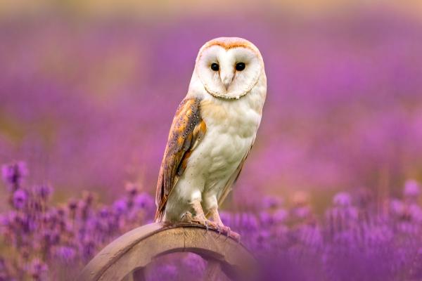 Lechuza común o Tyto alba - ¿Dónde vive la lechuza común o Tyto alba?