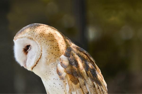 Lechuza común o Tyto alba - ¿La lechuza común está en peligro de extinción?