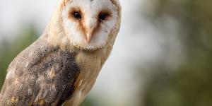 Lechuza común o Tyto alba