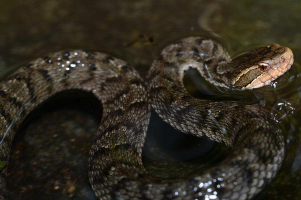 Animales de Corea del Sur - Mamushi de Ussiri (Gloydius ussuriensis)