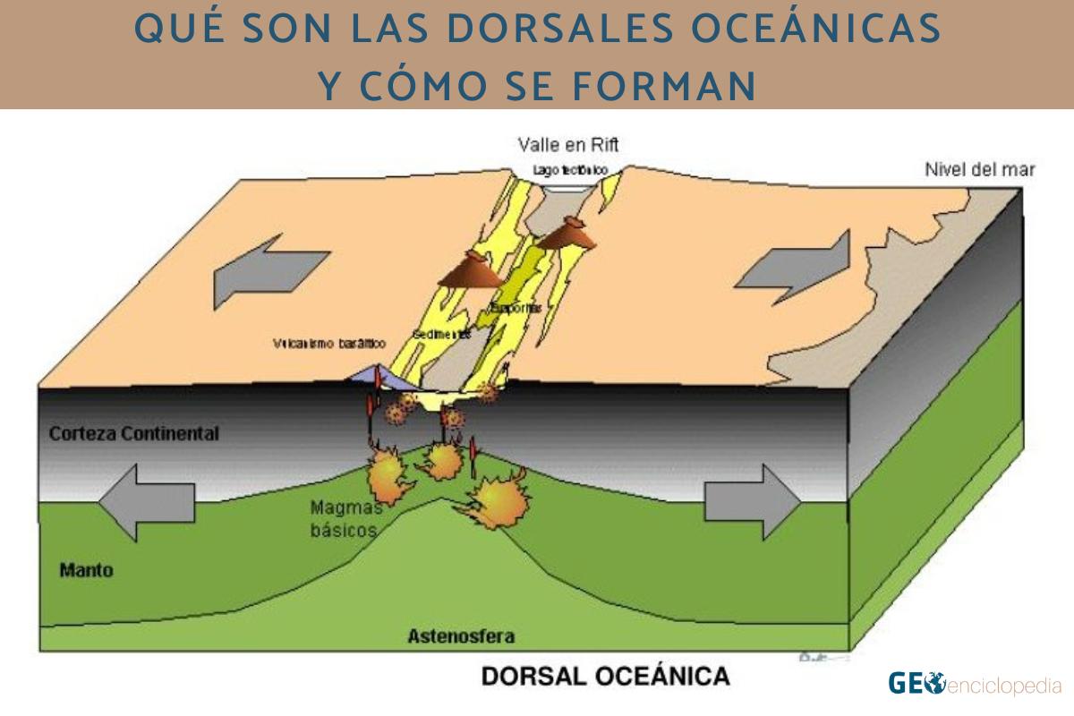 Qué son las dorsales oceánicas y cómo se forman