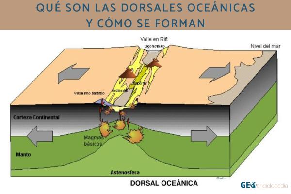 Qué son las dorsales oceánicas y cómo se forman