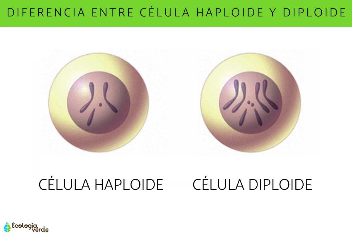 Diferencia entre célula haploide y diploide