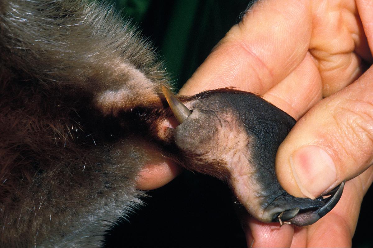 ¿El ornitorrinco es venenoso?