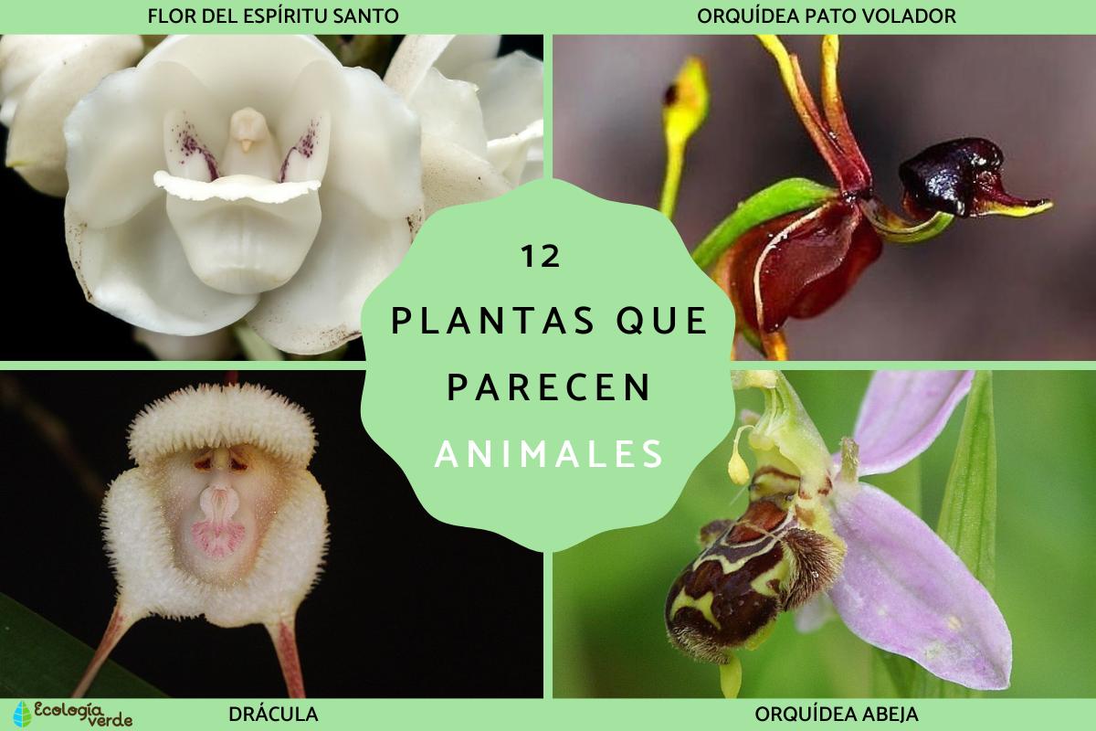 Flores con forma de animales