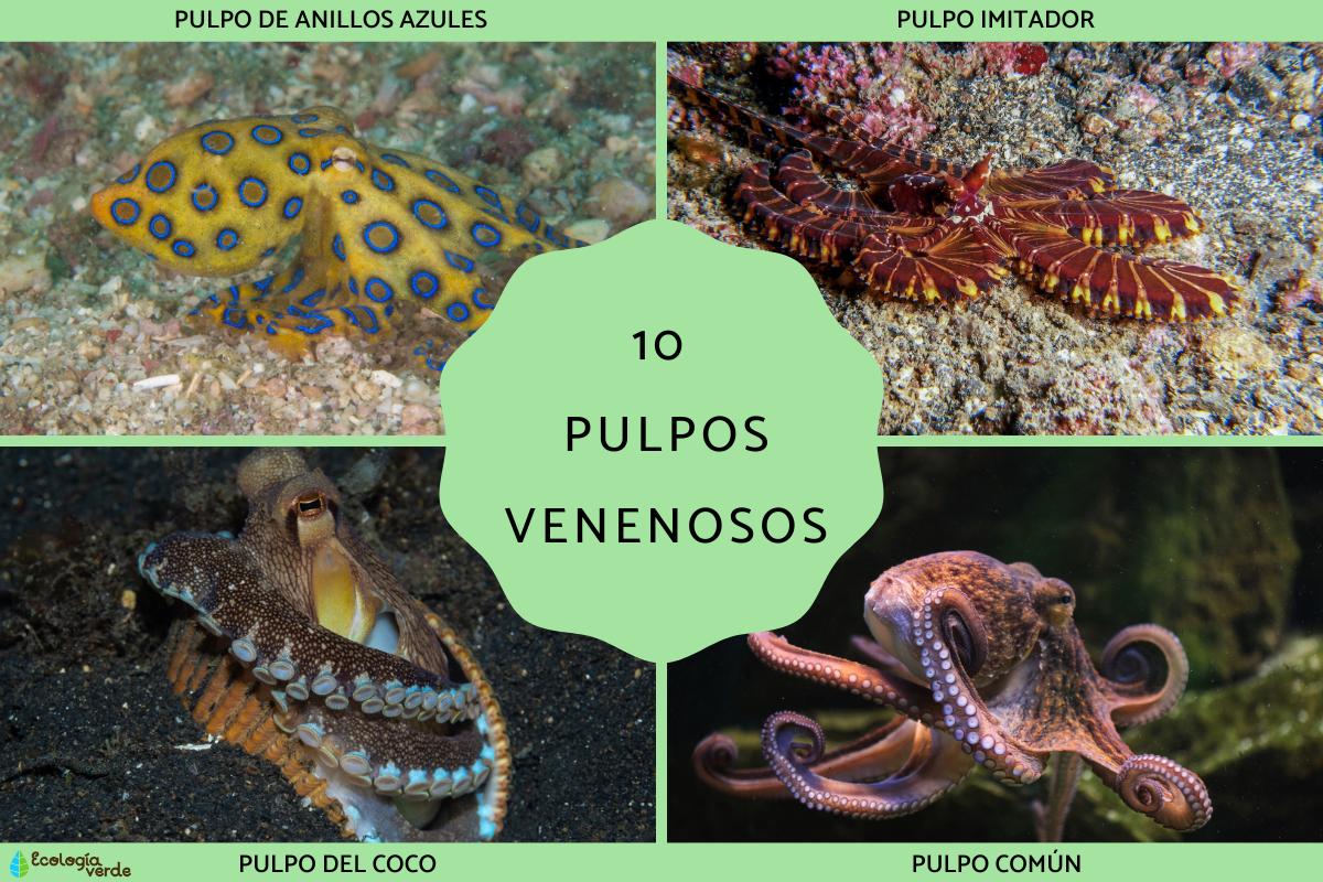 Pulpos venenosos