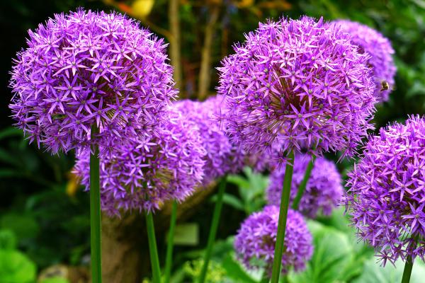 Flores de verano - Cebolla ornamental (Allium spp.)