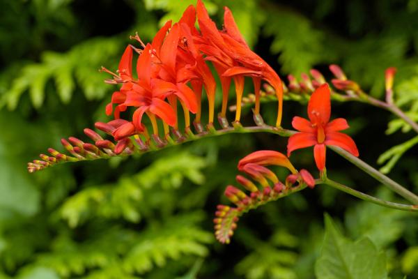 Flores de verano - Crocosmia (Crocosmia spp.)