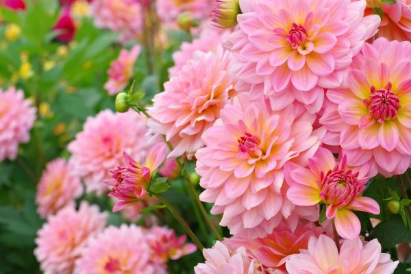 Flores de verano - Dalias (Dahlia spp.)