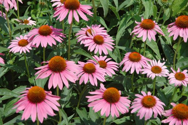 Flores de verano - Equinácea (Echinacea purpura)