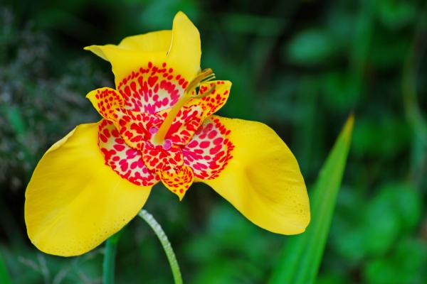 Flores de verano - Flor de jaguar (Tigridia pavonia)