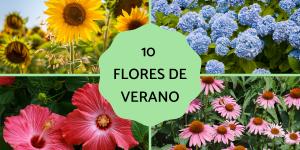 Flores de verano
