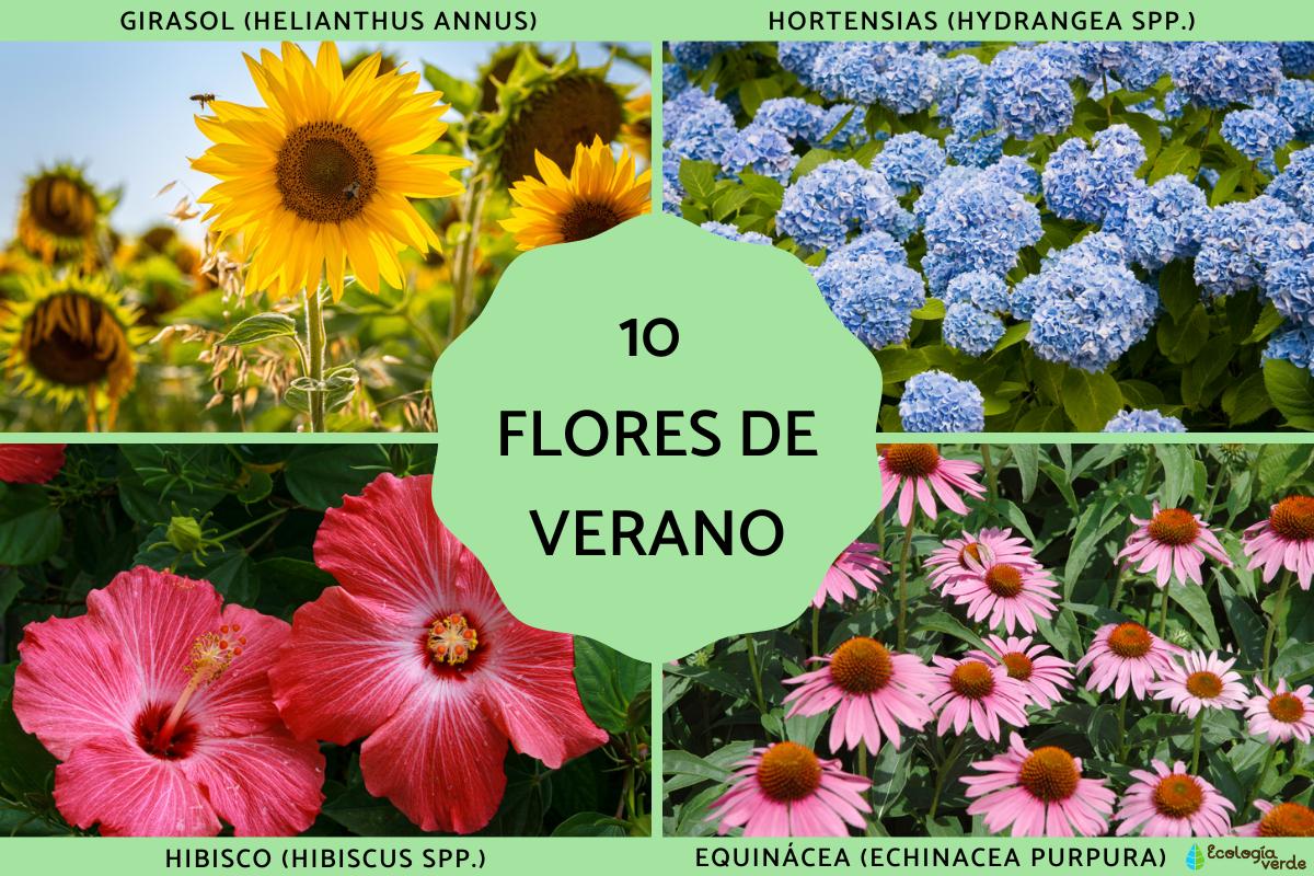 10 flores de verano - Nombres y fotos