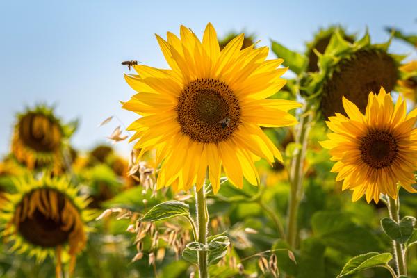 Flores de verano - Girasol (Helianthus annus)
