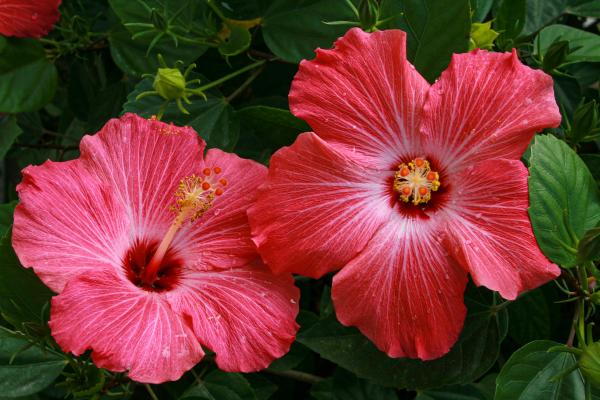 Flores de verano - Hibisco (Hibiscus spp.)