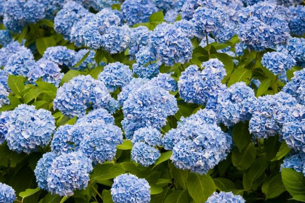 Flores de verano - Hortensias (Hydrangea spp.)